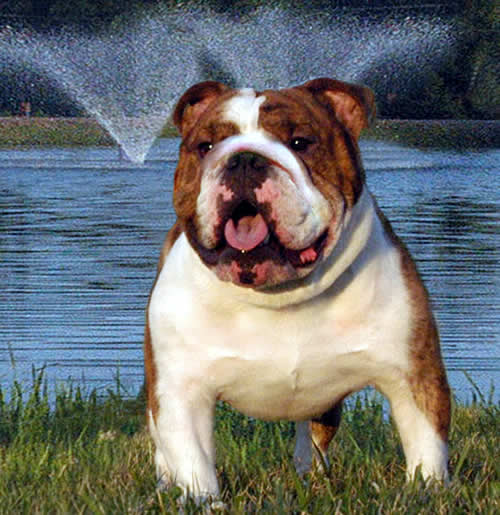 English Bulldog stud service